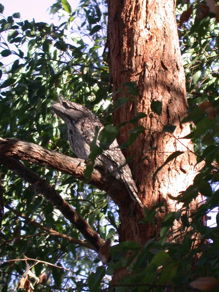 Marbled Frogmouth